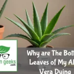"Aloe vera plant with browning bottom leaves on a wooden surface, surrounded by a moisture meter and nutrient supplements."