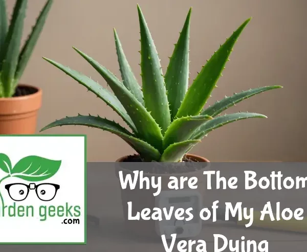 "Aloe vera plant with browning bottom leaves on a wooden surface, surrounded by a moisture meter and nutrient supplements."
