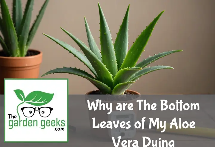 Why are The Bottom Leaves of My Aloe Vera Dying?