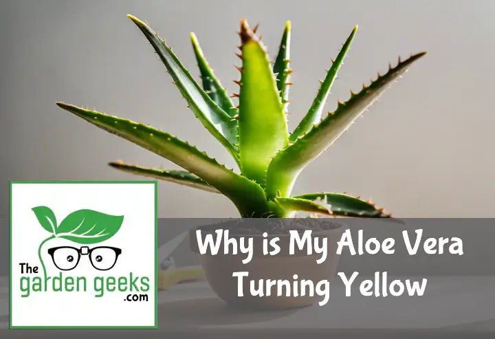 Why is My Aloe Vera Turning Yellow? Causes and Solutions
