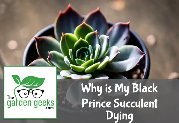 A distressed 'Black Prince' succulent with shriveled leaves, alongside a moisture meter, gardening gloves, and fertilizer.