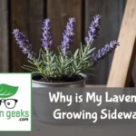 "Potted lavender plant leaning to one side on a rustic table, with a ruler and compass indicating its uneven growth."