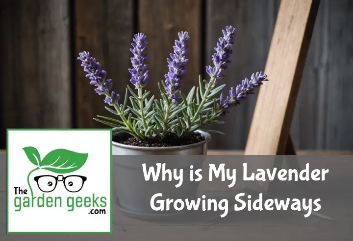 Why is My Lavender Growing Sideways?