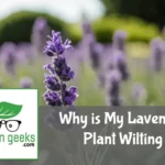 Wilting lavender plant with droopy, discolored leaves and flowers, beside a watering can, pruning shears, and soil amendments in a home garden.
