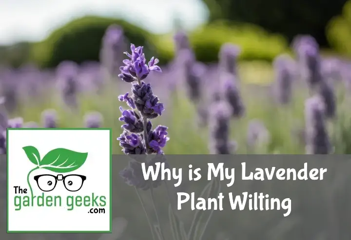 Wilting lavender plant with droopy, discolored leaves and flowers, beside a watering can, pruning shears, and soil amendments in a home garden.