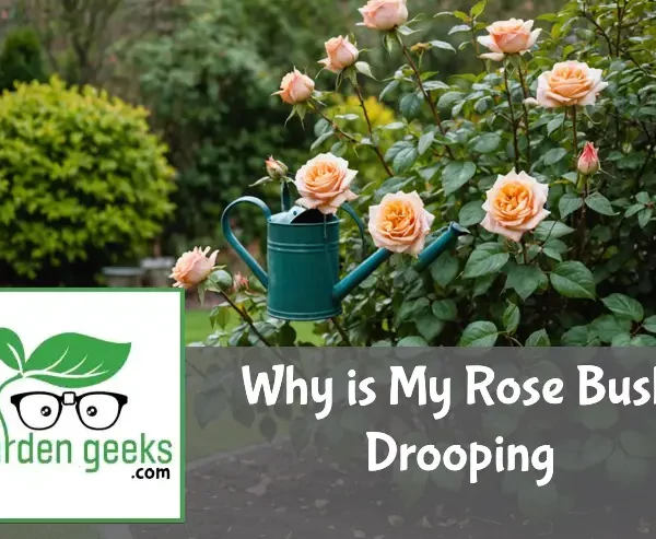 "Drooping rose bush with wilting leaves and petals in a garden, surrounded by pruners, a watering can, and plant food."