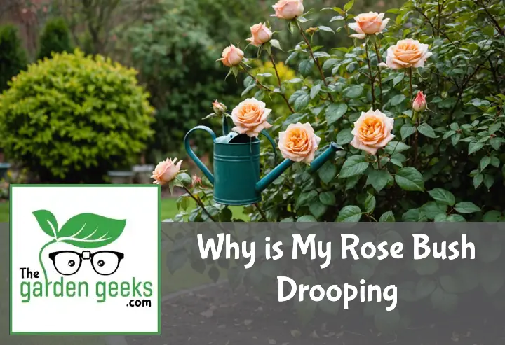"Drooping rose bush with wilting leaves and petals in a garden, surrounded by pruners, a watering can, and plant food."