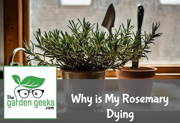 A struggling rosemary plant with brown tips on a kitchen counter, surrounded by gardening tools and care supplies.
