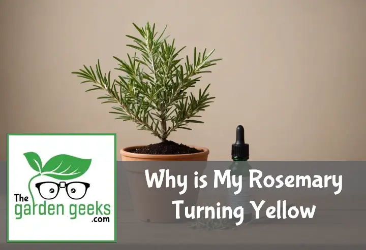 "A potted rosemary plant with yellowing leaves on a wooden table, next to a pH soil tester and organic fertilizer bottle."