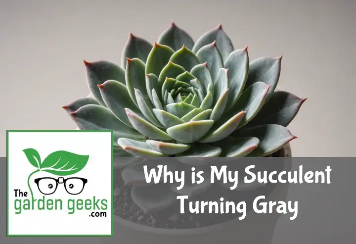 Why is My Succulent Turning Gray?