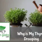 "Drooping thyme plant on a wooden table with wilted leaves, surrounded by gardening tools, a watering can, soil moisture meter, and organic fertilizer."