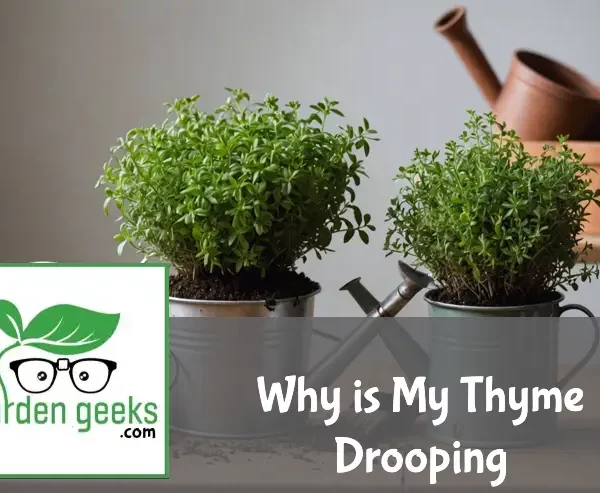 "Drooping thyme plant on a wooden table with wilted leaves, surrounded by gardening tools, a watering can, soil moisture meter, and organic fertilizer."