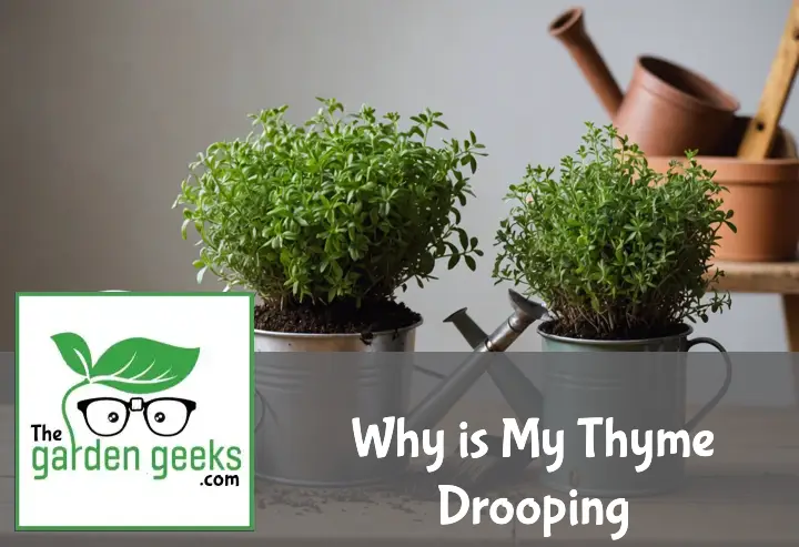 Why is My Thyme Drooping? (The Solution)