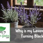 "A potted lavender plant with blackened leaves on a wooden table, being inspected with a magnifying glass and surrounded by gardening tools."
