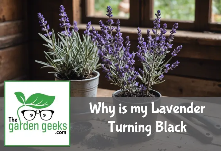 "A potted lavender plant with blackened leaves on a wooden table, being inspected with a magnifying glass and surrounded by gardening tools."