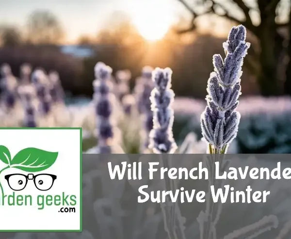 "Frost-covered French lavender plant wrapped in horticultural fleece, with a snowy landscape and sunrise in the background."