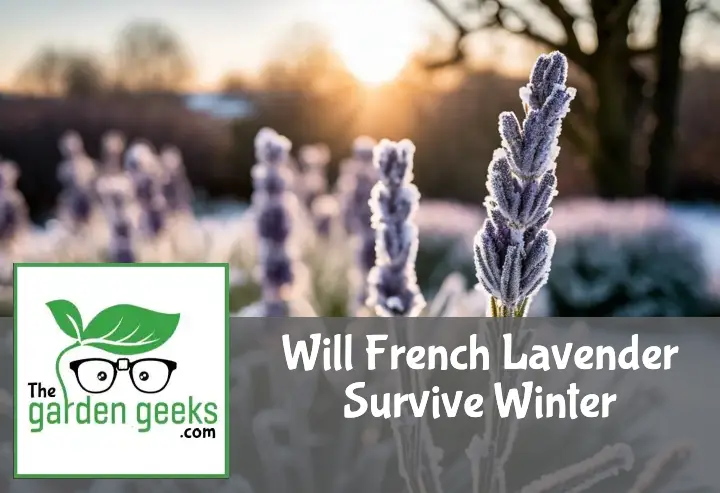 "Frost-covered French lavender plant wrapped in horticultural fleece, with a snowy landscape and sunrise in the background."