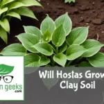 "Lush green hosta plant growing in reddish-brown clay soil, with a soil testing kit and hand trowel nearby."
