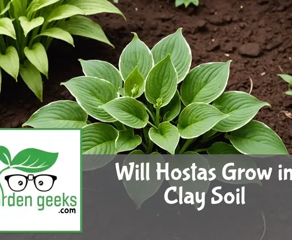 "Lush green hosta plant growing in reddish-brown clay soil, with a soil testing kit and hand trowel nearby."