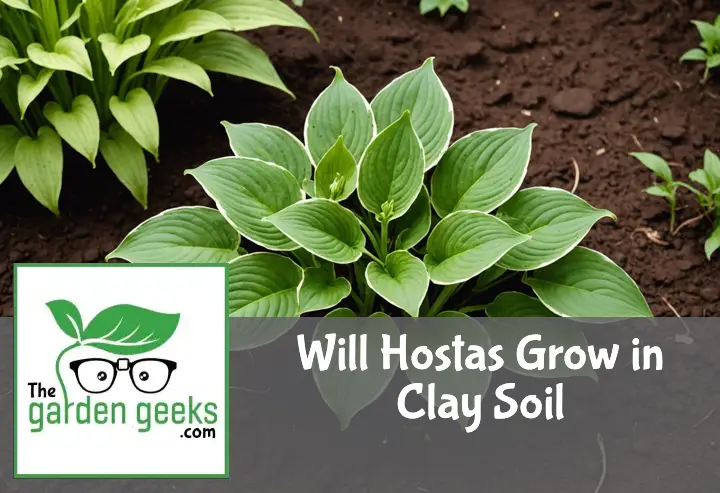 Will Hostas Grow in Clay Soil?