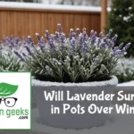 "A lavender plant in a ceramic pot dusted with snow, surviving winter, with frosty garden elements in the background."