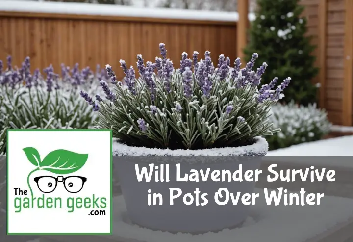 "A lavender plant in a ceramic pot dusted with snow, surviving winter, with frosty garden elements in the background."