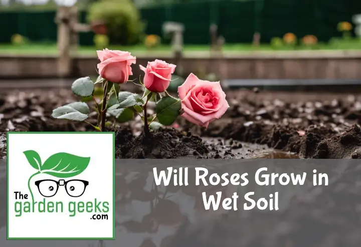 Will Roses Grow in Wet Soil?