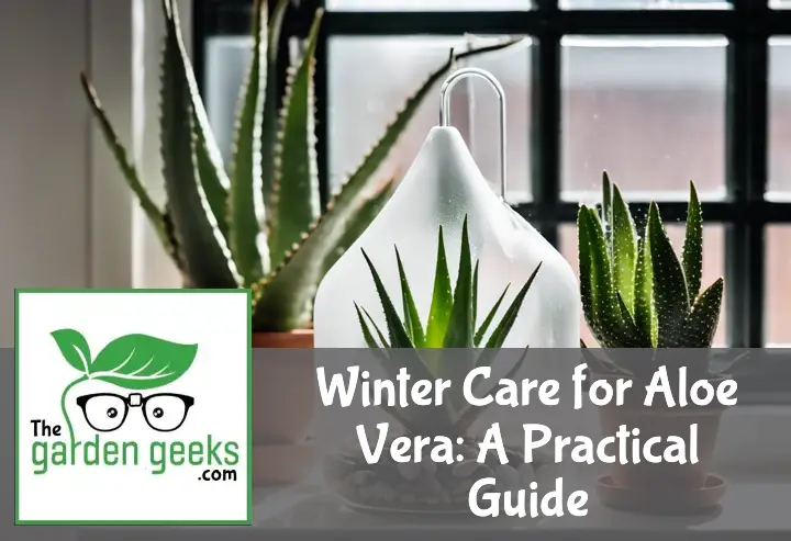Winter Care for Aloe Vera: A Practical Guide