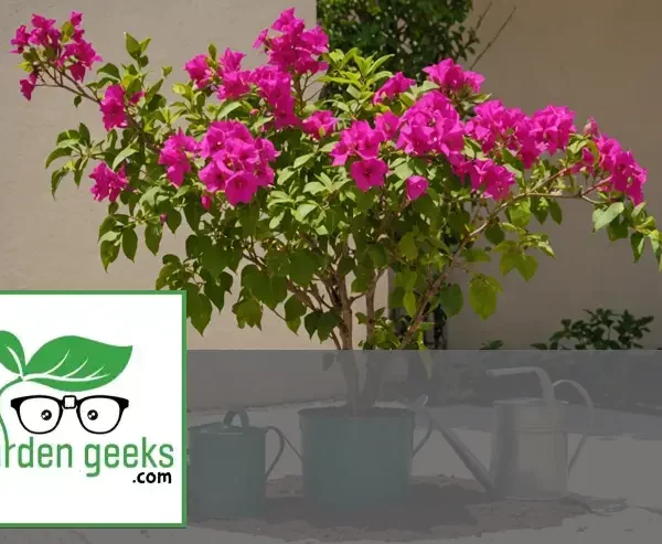 "A wilting bougainvillea plant with sparse blooms, a soil pH testing kit, watering can, and fertilizer bottle in the background."