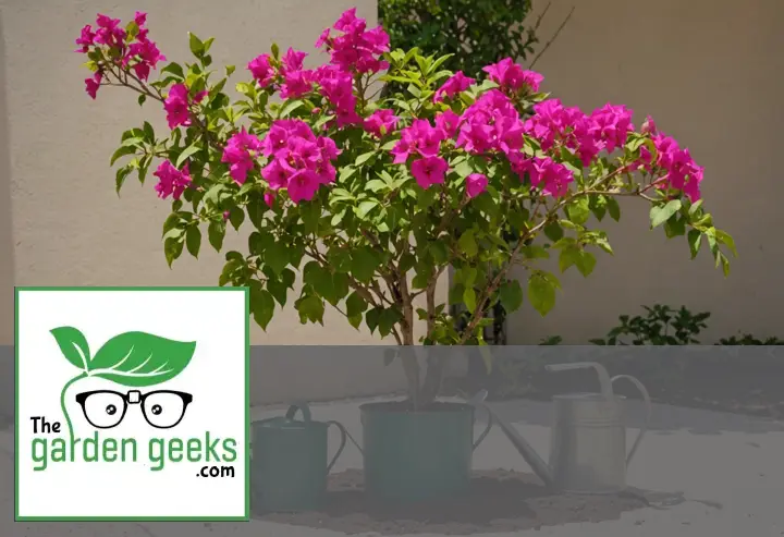 (6 Reasons) Why Your Bougainvillea Isn’t Blooming