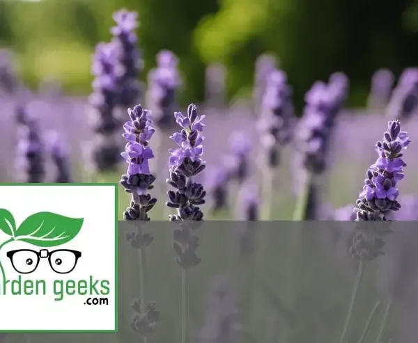 "Close-up of a non-blooming lavender plant outdoors, with gardening tools, a pH soil tester, and organic fertilizer in the background."