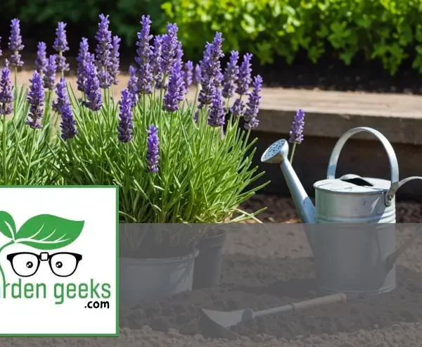 "Wilted lavender plant in a garden, surrounded by gardening tools like a soil pH tester, watering can, and organic fertilizer."