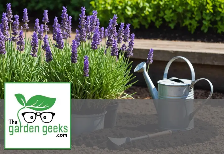 (5 Reasons) Why Your Newly Planted Lavender is Wilting