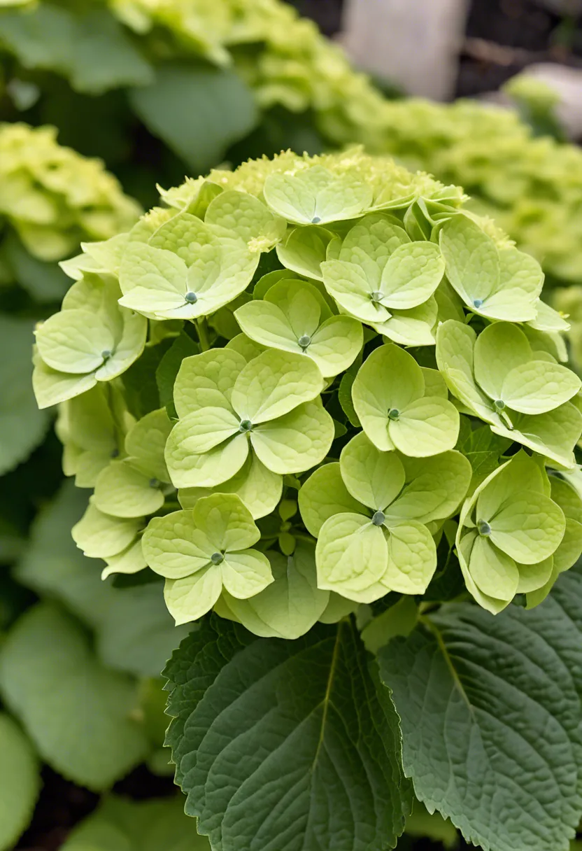 "Close-up of a hydrangea plant with green blooms, pH soil tester and fertilizer bottle in a garden setting."